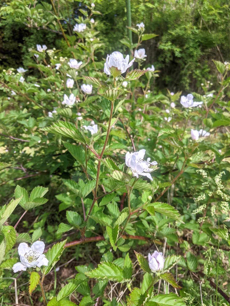ブラックベリーの花